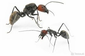 Mravce - Camponotus singularis - 1