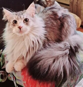 Maine coon