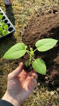 Paulownia Tomentosa rýchlorastúci strom