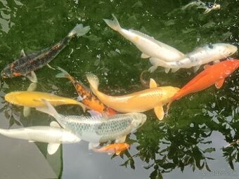 Koi - kapre 35 cm