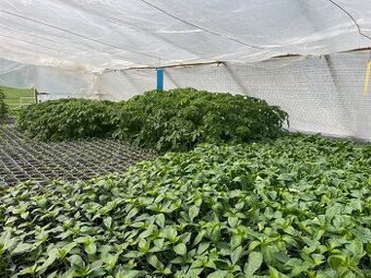 Predám Planty