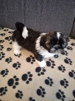 Psy shih-tzu