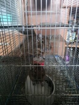 Odmäk degu - darujem