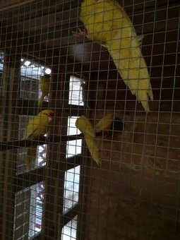 Kakariky