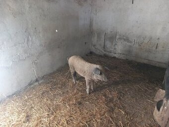 Mangalica,odstavča