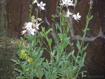 Gaura