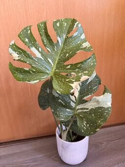 monstera thai