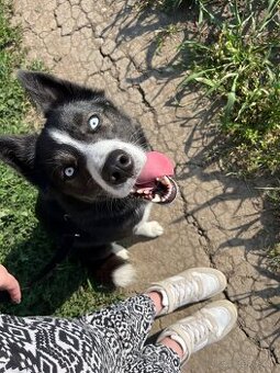 Husky / Border kólia