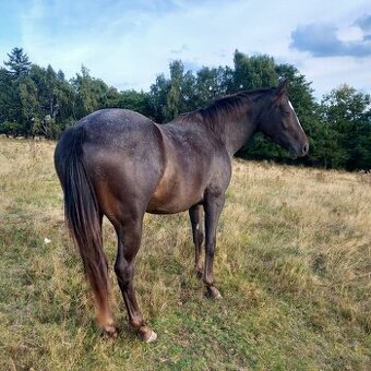 Klisna Appaloosa