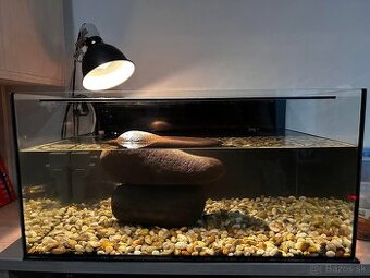Predám akvárium pre korytnačky s príslušenstvom.