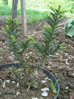 tis obycajny sadenicka - 1