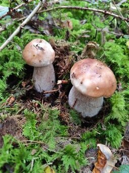 Sušené hríby dubáky