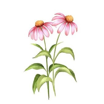 Ako sa dožiť 100 rokov - 100%stav