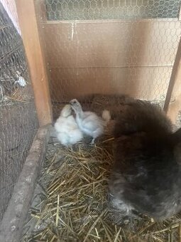 Kuriatka -Hodvabnicka