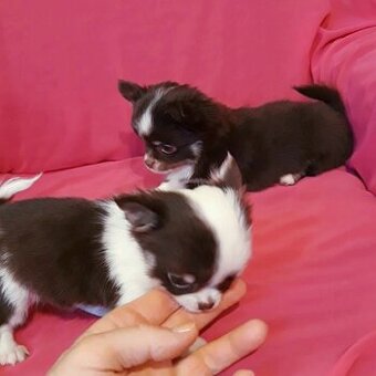 Čivava  dlhosrstá   -  1psík + 1fenka