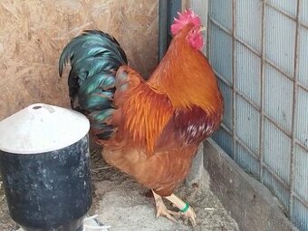 Nasadové vajcia hempšír