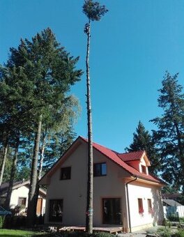 Výrub rizikových stromov