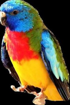 Kúpim samca Neofema modrohlava