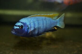 AFRICKÉ CICHLIDY
