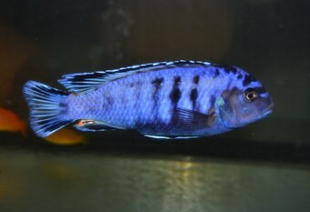 AFRICKÉ CICHLIDY