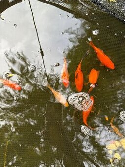 Jazierkové rybyčky,karas,koi.....