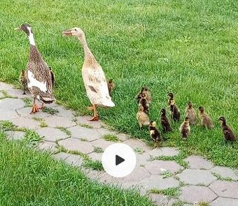 Predám káčatká indické bežce