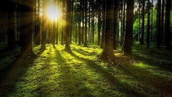 Predám lesné pozemky 36,8 ha