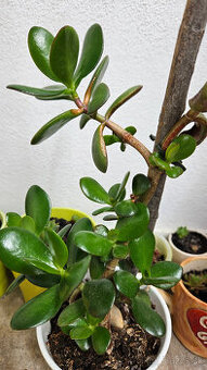 Rastlina tučnolist, priemer kvetináča cca 13 cm