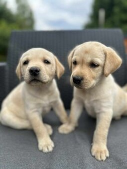 Šteniatka labrador a biely chlapec IHNEĎ