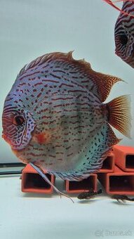 Tercovce - Discus - 1