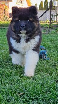 Americká akita s pp