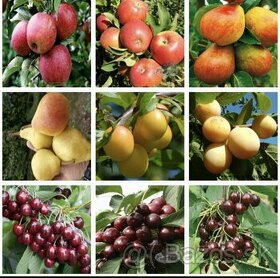 ovocné stromčeky - 1