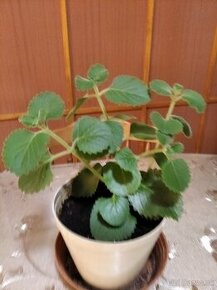 Nadchovnik- rastlina na podporu zdravia