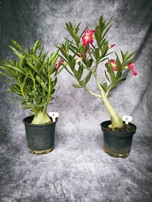 Púštna ruža- Adenium obesum bonsai
