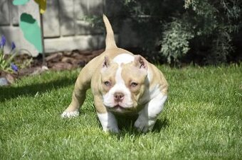 American bully pocket s PP