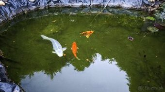 Koi Kapre z jazierka - rušíme jazierko