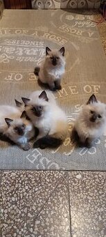 Ragdoll mačiatka, mačka