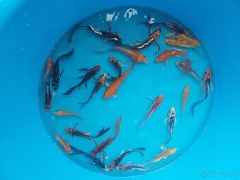 Koi kapre