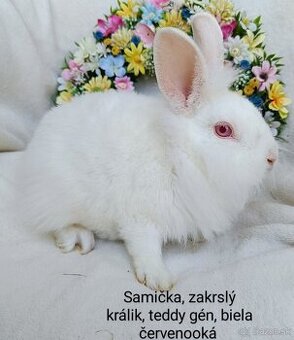 Zakrslý králik teddy gén s VP - samička biela červenooká