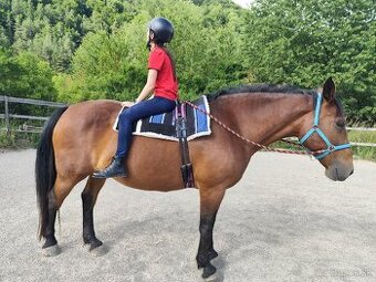 Tréningy jazdenia na koni