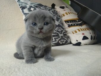 Škótska klapouchá - predám mačiatka