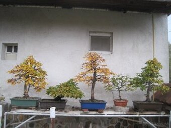 bonsai,bonsaj-DUB 22