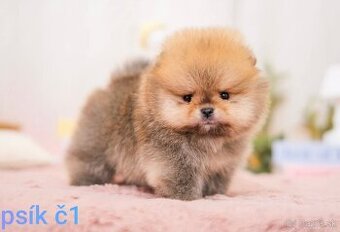 Pomeranian mini