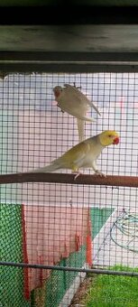 Alexander maly, velky