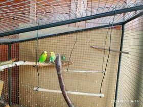 Andulky - papagáj vlnkovaný