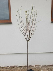 Mandľa trojlaločná /Prunus triloba/ okrasný strom