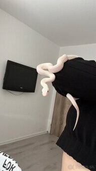 130€ Texas rat snake leucistic ( užovka )
