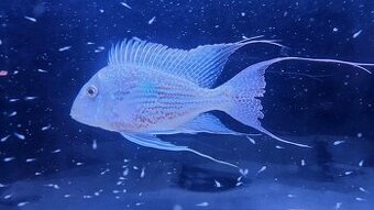 Geophagus Rio Sveni Parana - 4cm+ perletovky