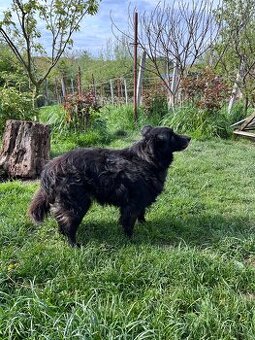 Lina - pes na adopciu