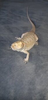 Agama bradata